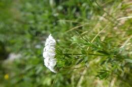 Asperula hirta Ramond的圖片