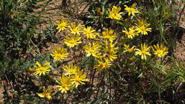 Image of California ragwort