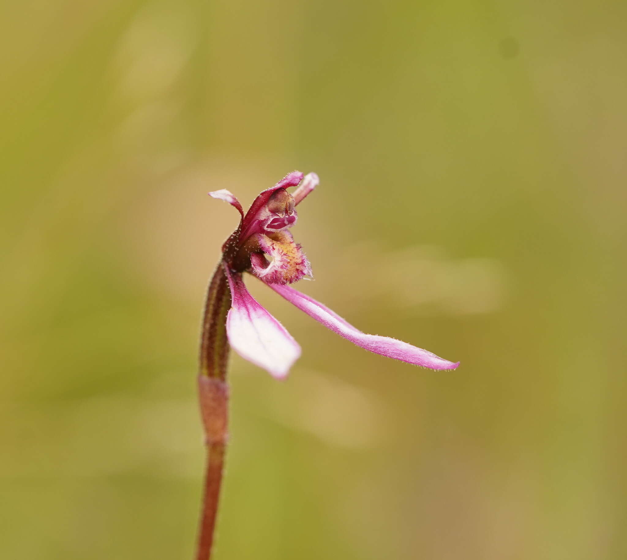 Image of Magenta autumn orchid