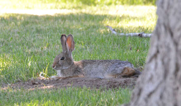 Image of Mountain Cottontail