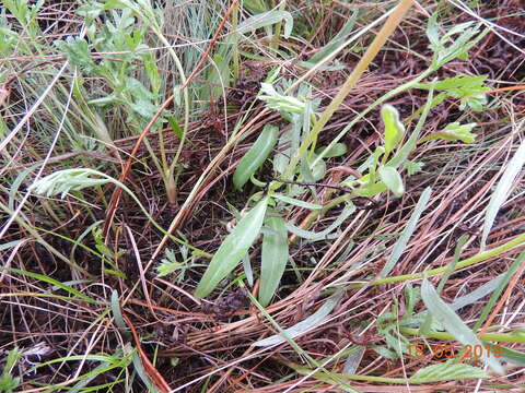 Image of Valeriana dioscoridis Sibth. & Sm.