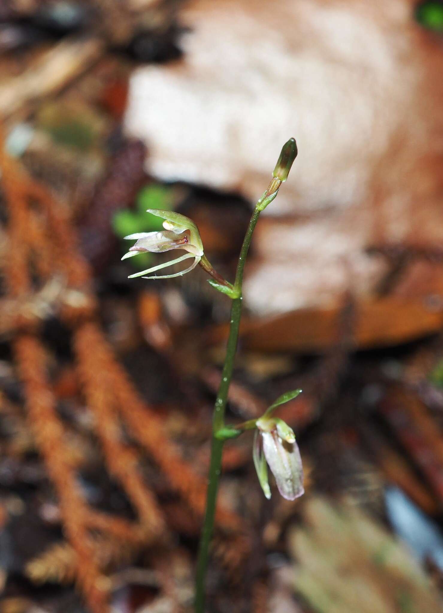 Sivun Cyrtostylis oblonga Hook. fil. kuva