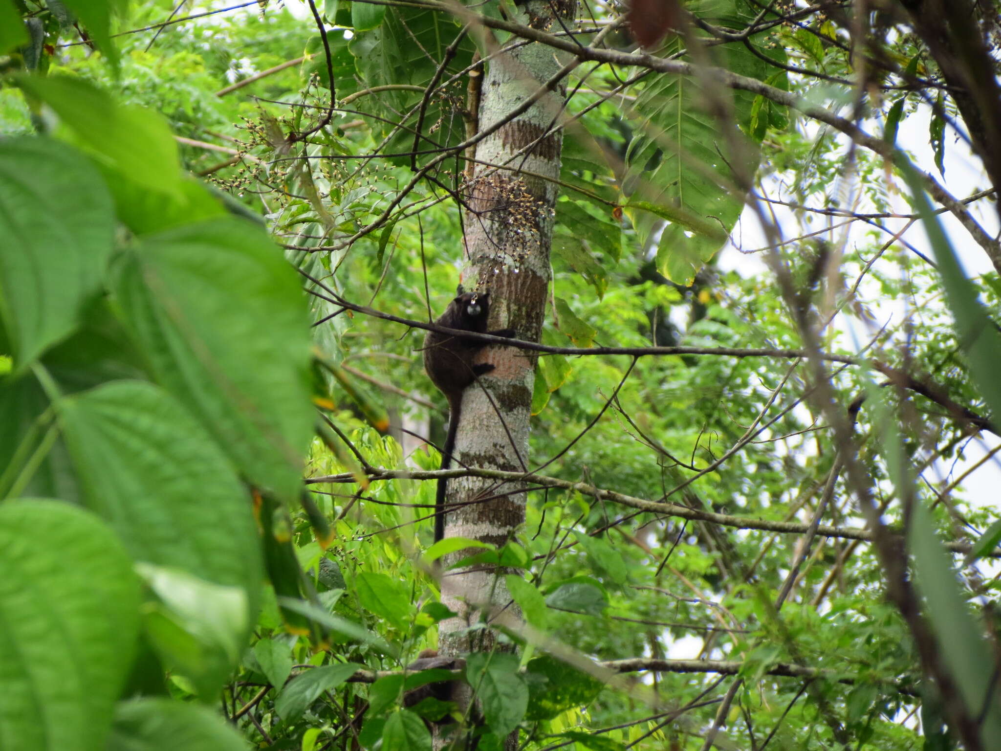 Image of Black-mantled tamarin