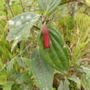 Image of Macleania recumbens A. C. Sm.