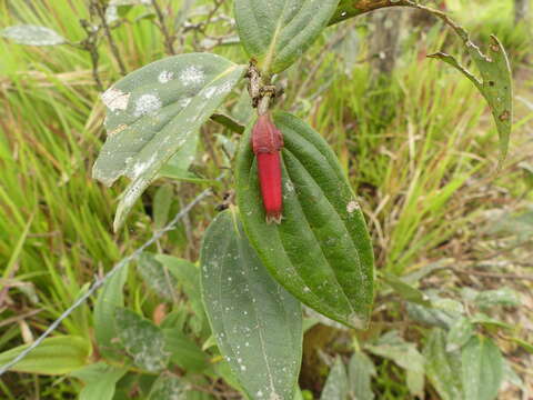 Image of Macleania recumbens A. C. Sm.