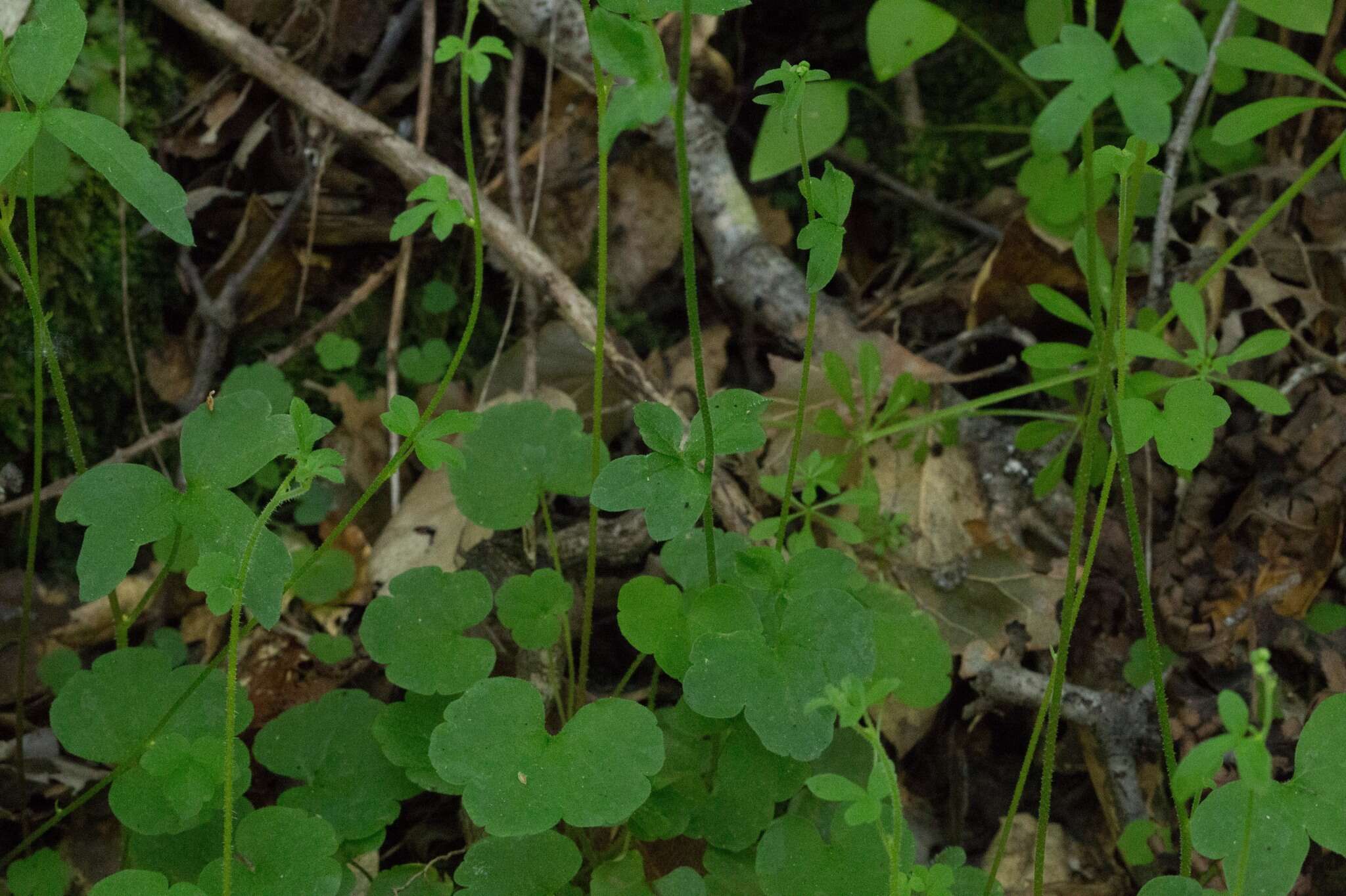 Image of San Francisco woodland-star