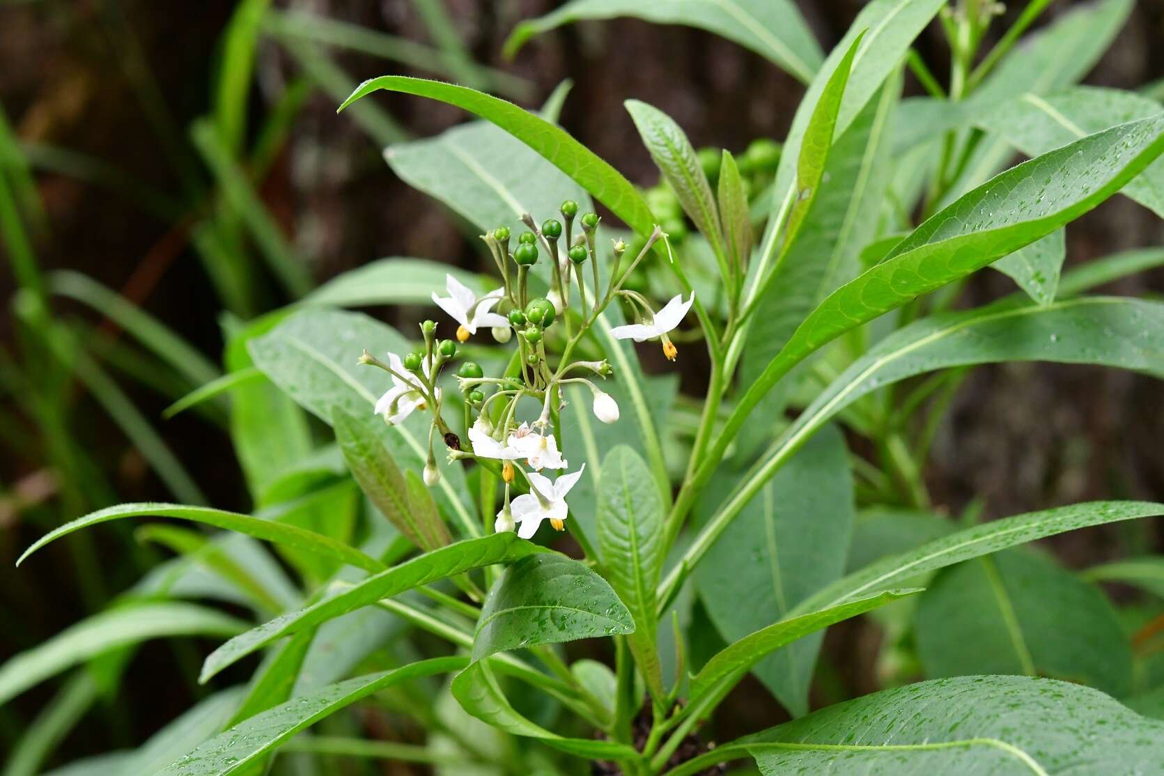 Plancia ëd Solanum aligerum Schltdl.