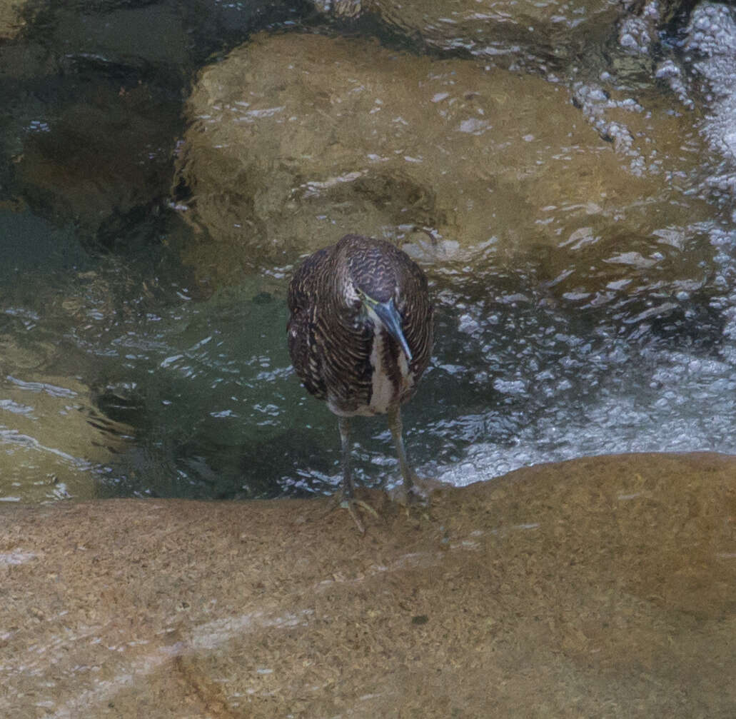 Image of Fasciated Tiger Heron