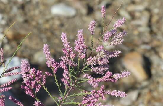 Image of smallflower tamarisk