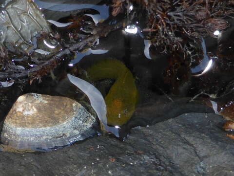 Image of Slimy snailfish