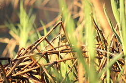 Image of Belding's Yellowthroat