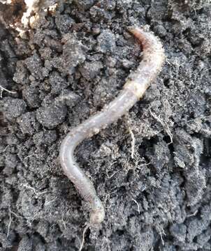 Image of Pasture Worm