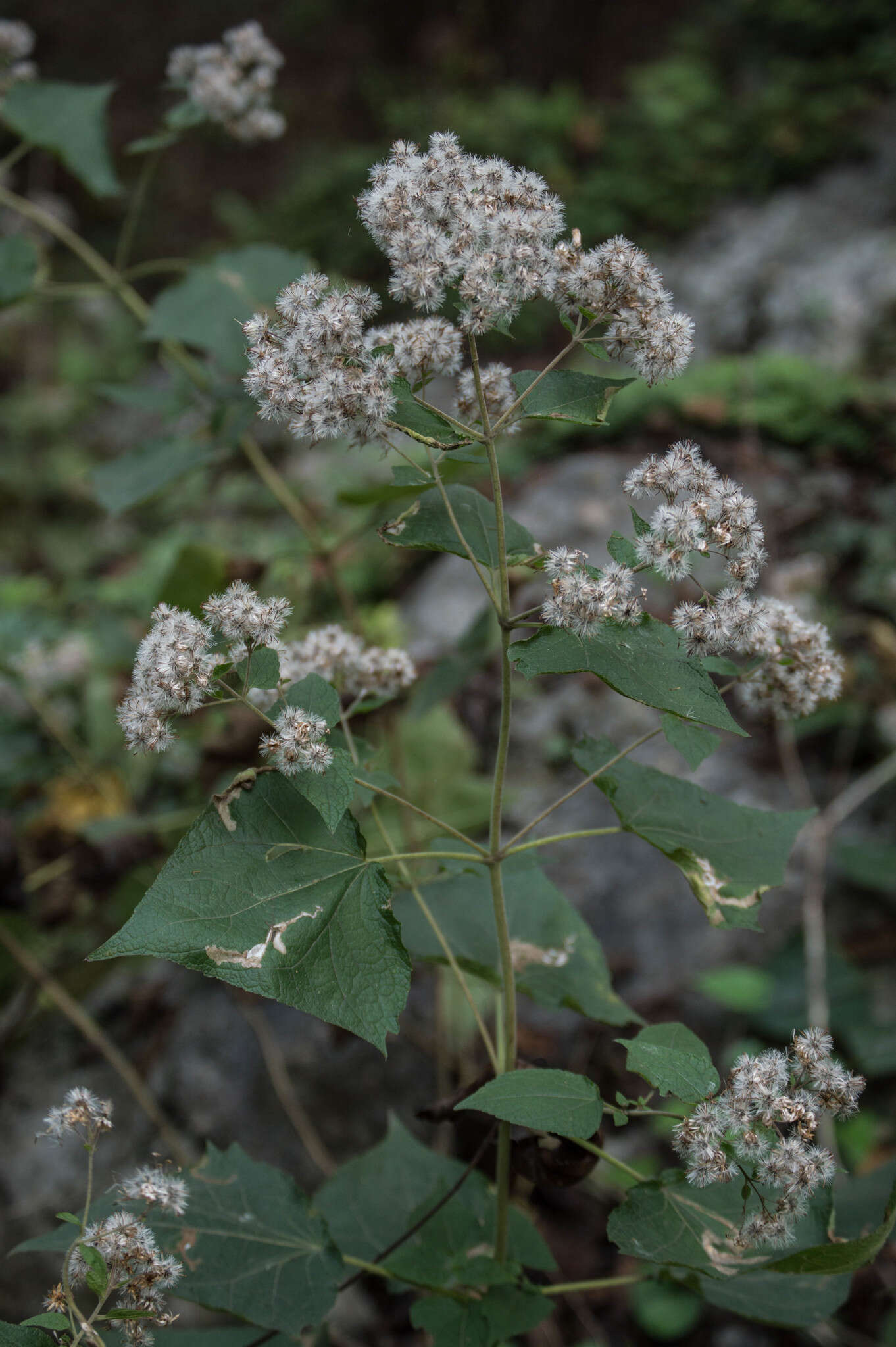 Image of Peteravenia malvifolia (DC.) R. King & H. Rob.