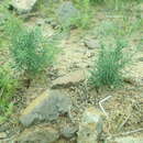 Image of Asparagus gobicus N. A. Ivanova ex Grubov