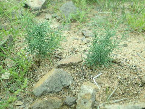 Sivun Asparagus gobicus N. A. Ivanova ex Grubov kuva