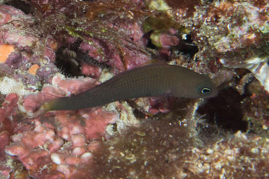 Image de Pseudochromis marshallensis Schultz 1953