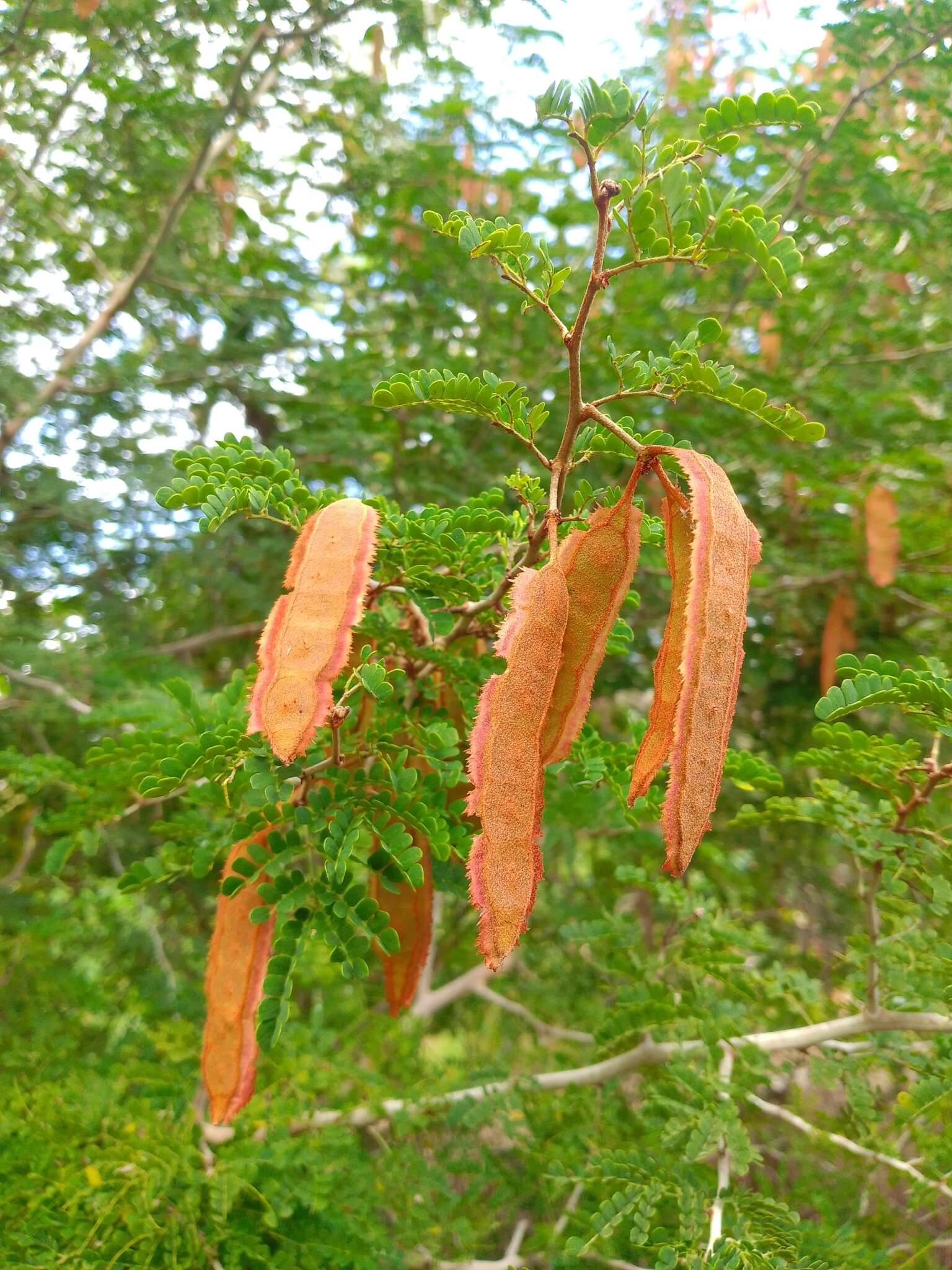 Image de Mimosa bahamensis Benth.