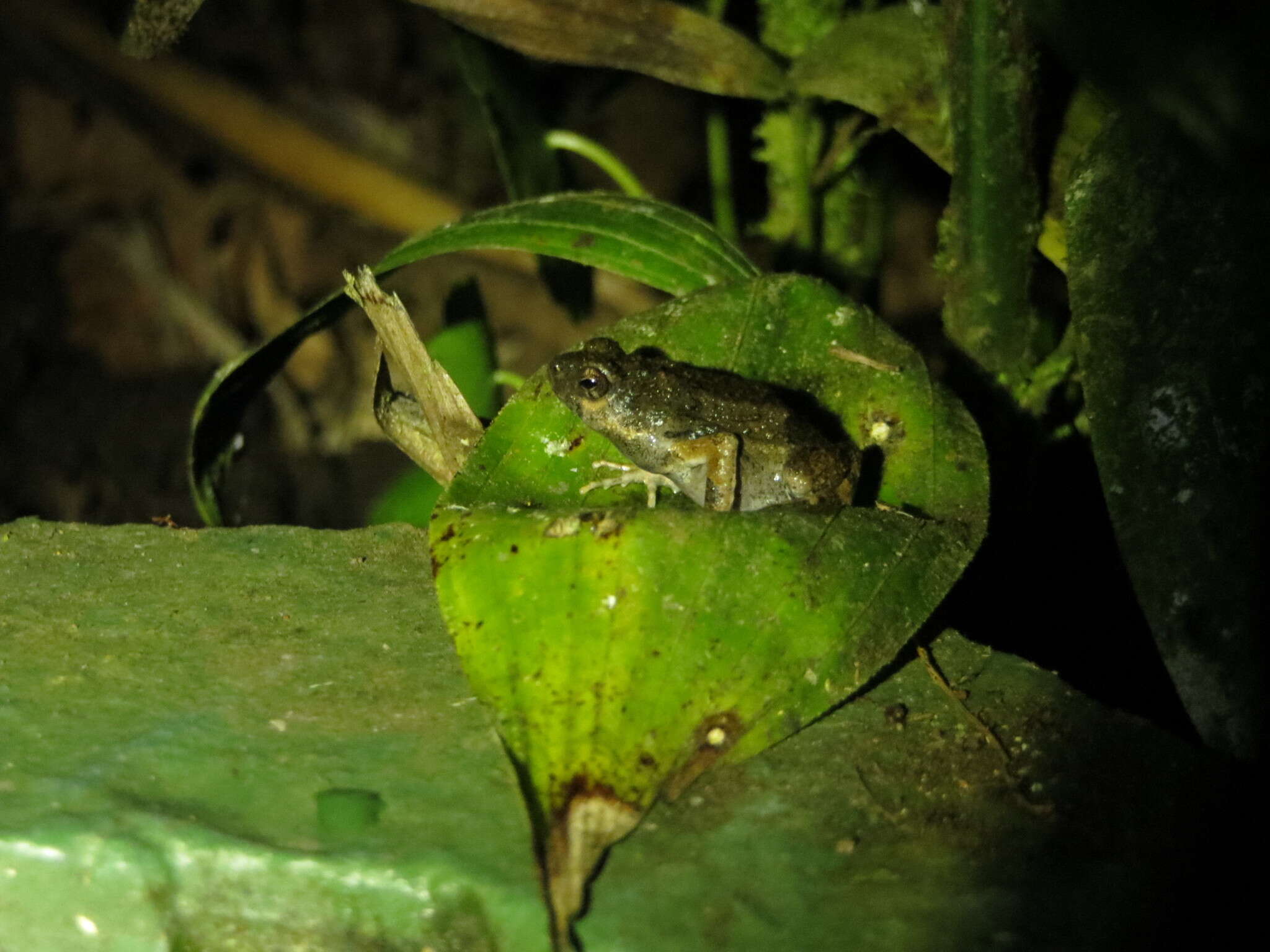 Image of Tungara Frog