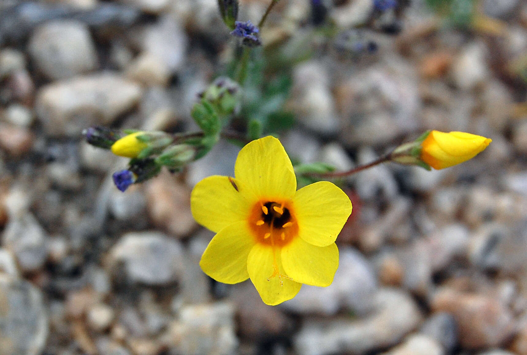 Image of golden linanthus