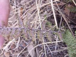 Myriopteris lindheimeri (Hook.) J. Sm. resmi