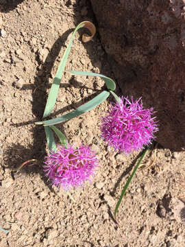 Image de Allium platycaule S. Watson