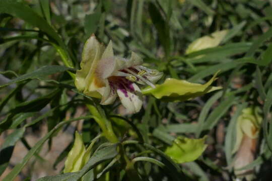 Image of Eremophila alatisepala R. J. Chinnock