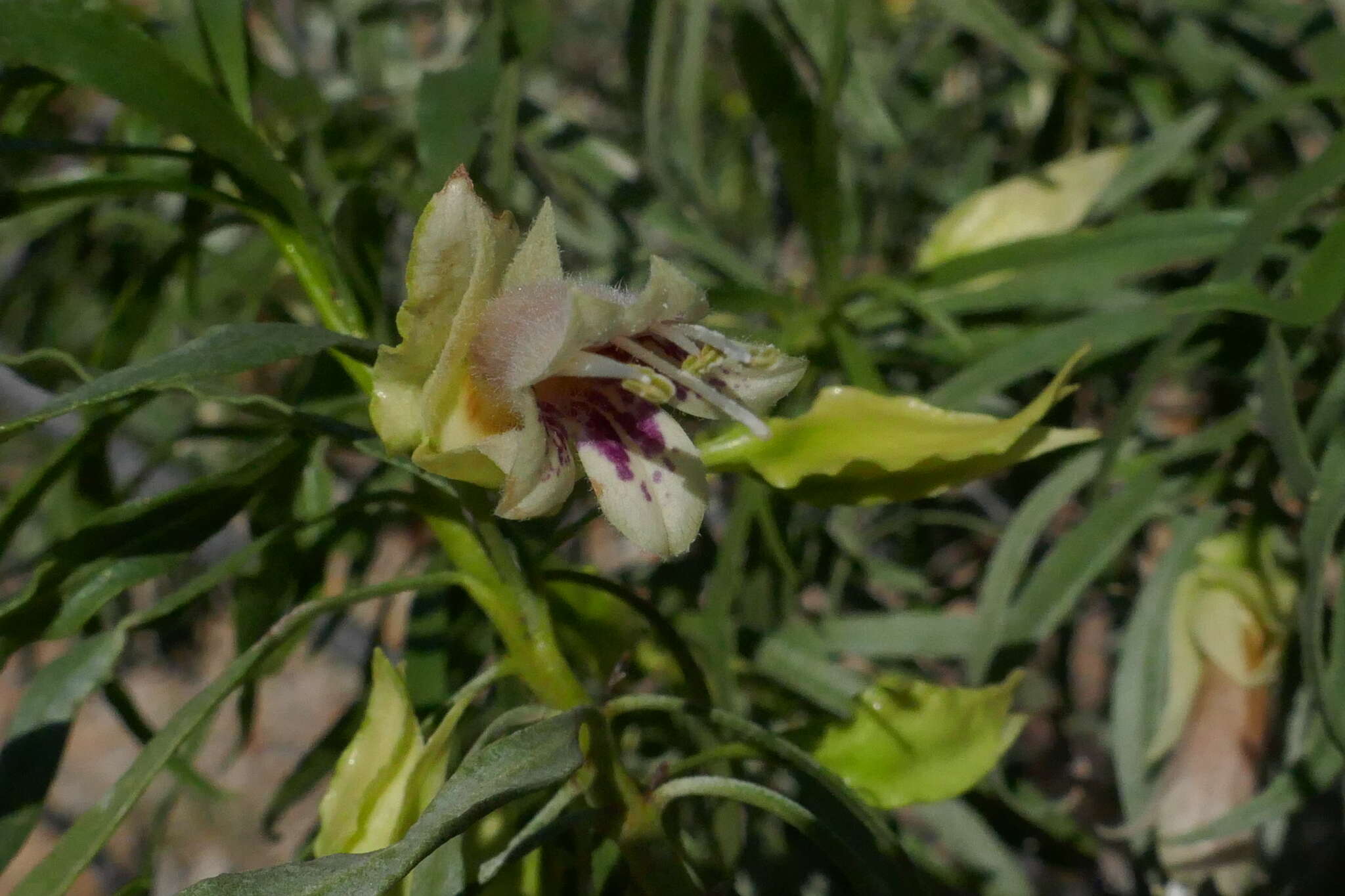 Image de Eremophila alatisepala R. J. Chinnock