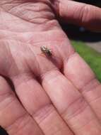 Image of Mason bee