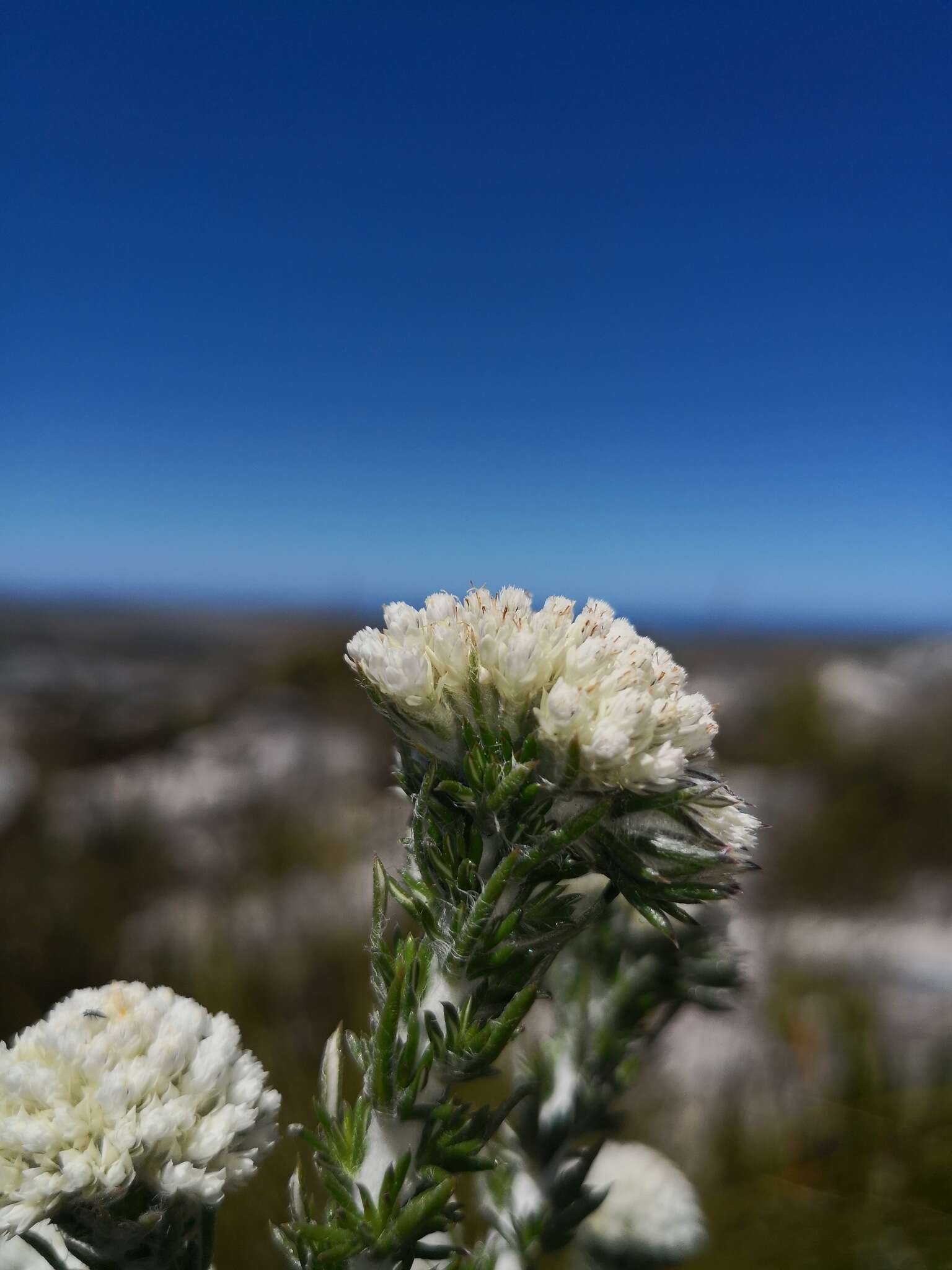 Image of Dense Blombush