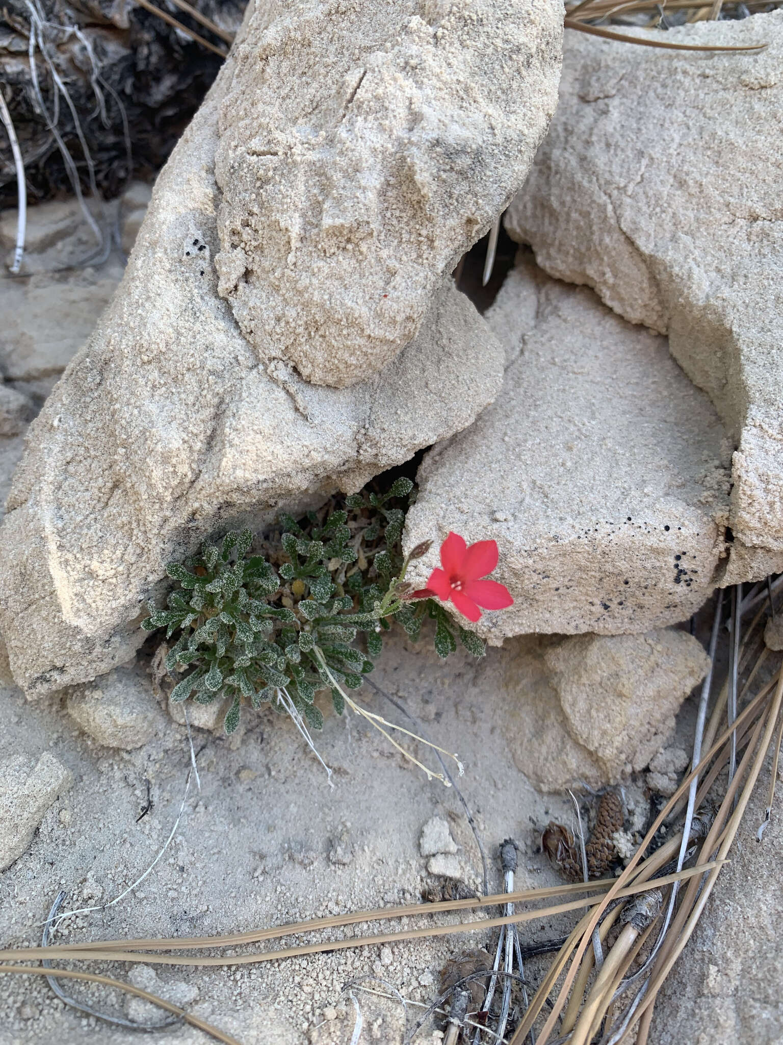 Image of Rabbit Valley gilia