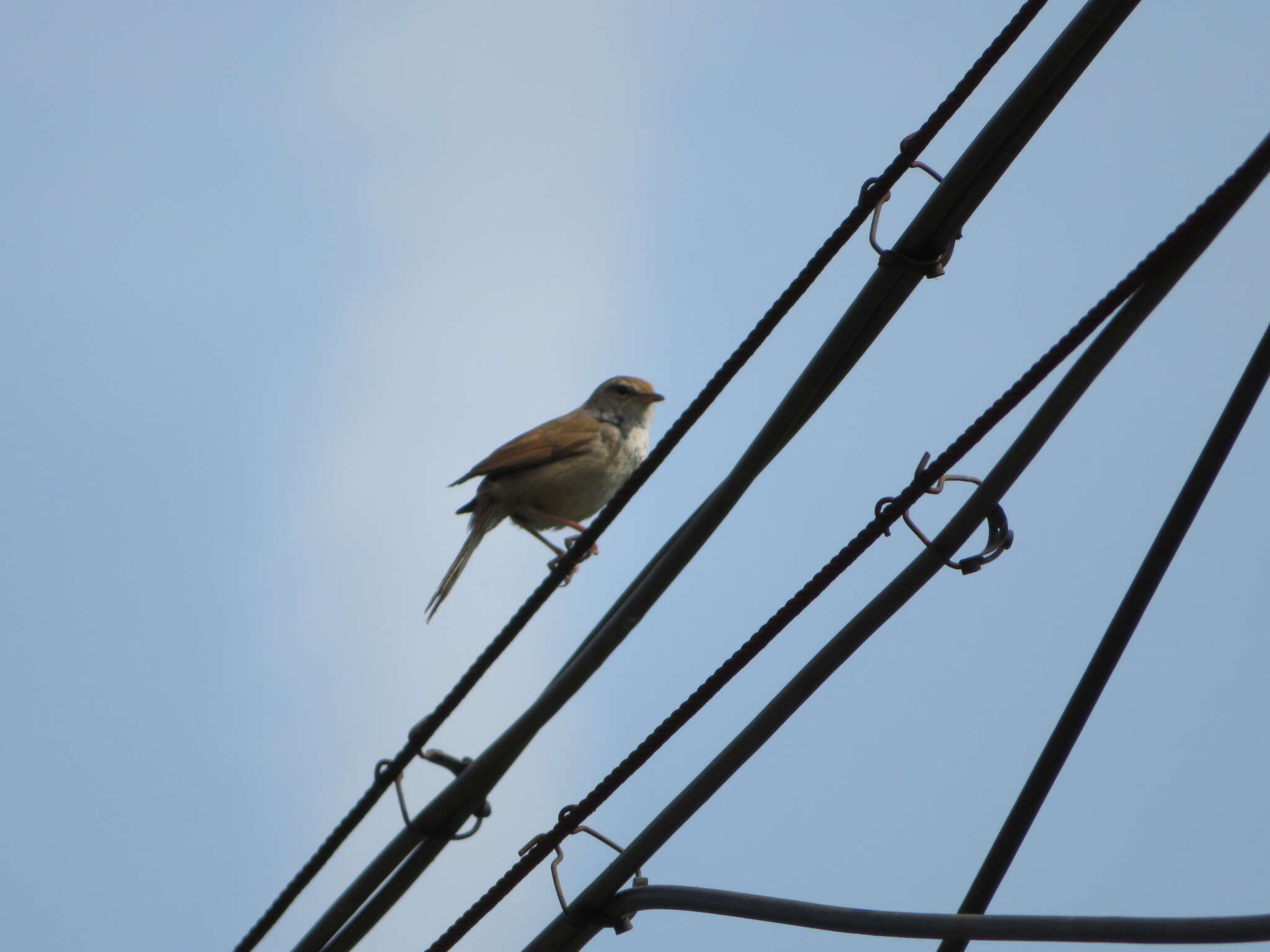 Image of Manchurian Bush Warbler