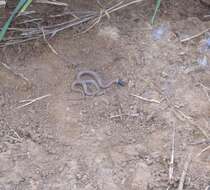 Image of Western Blackhead Snake