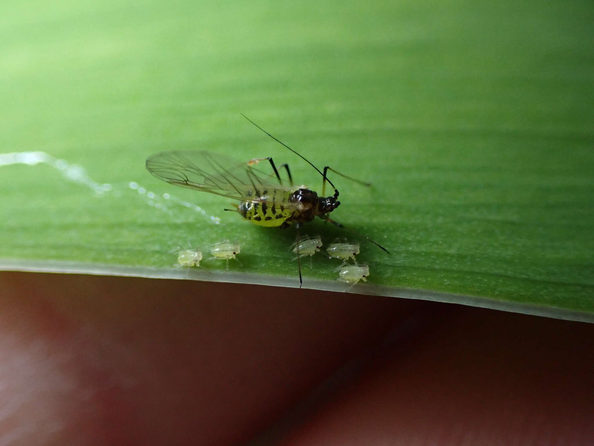 Image of Foxglove aphid