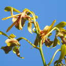 Image of Dendrobium calophyllum Rchb. fil.
