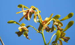 Image of Dendrobium calophyllum Rchb. fil.