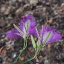 Image of Thysanotus sparteus R. Br.