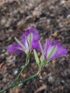 Image of Thysanotus sparteus R. Br.