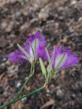 Image of Thysanotus sparteus R. Br.