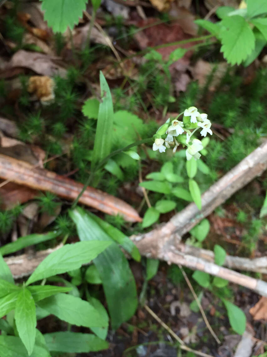 Image of Green Woodland Orchid