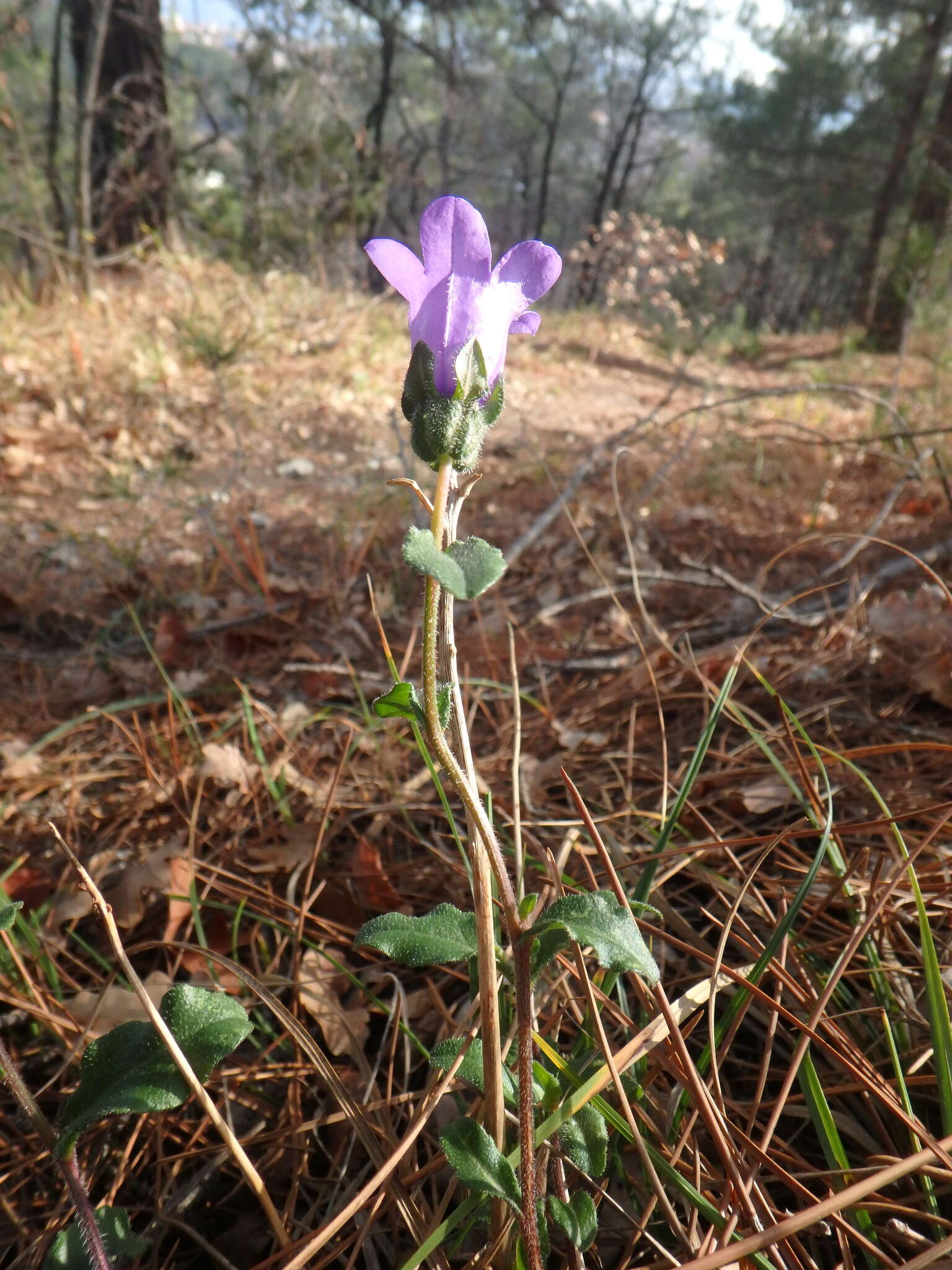 Image of Campanula komarovii Maleev