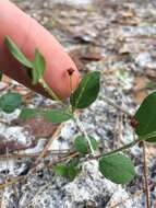 Sivun Euphorbia exserta (Small) Coker kuva