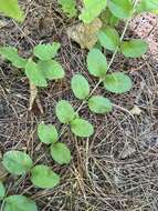 Image of Veronica officinalis var. officinalis