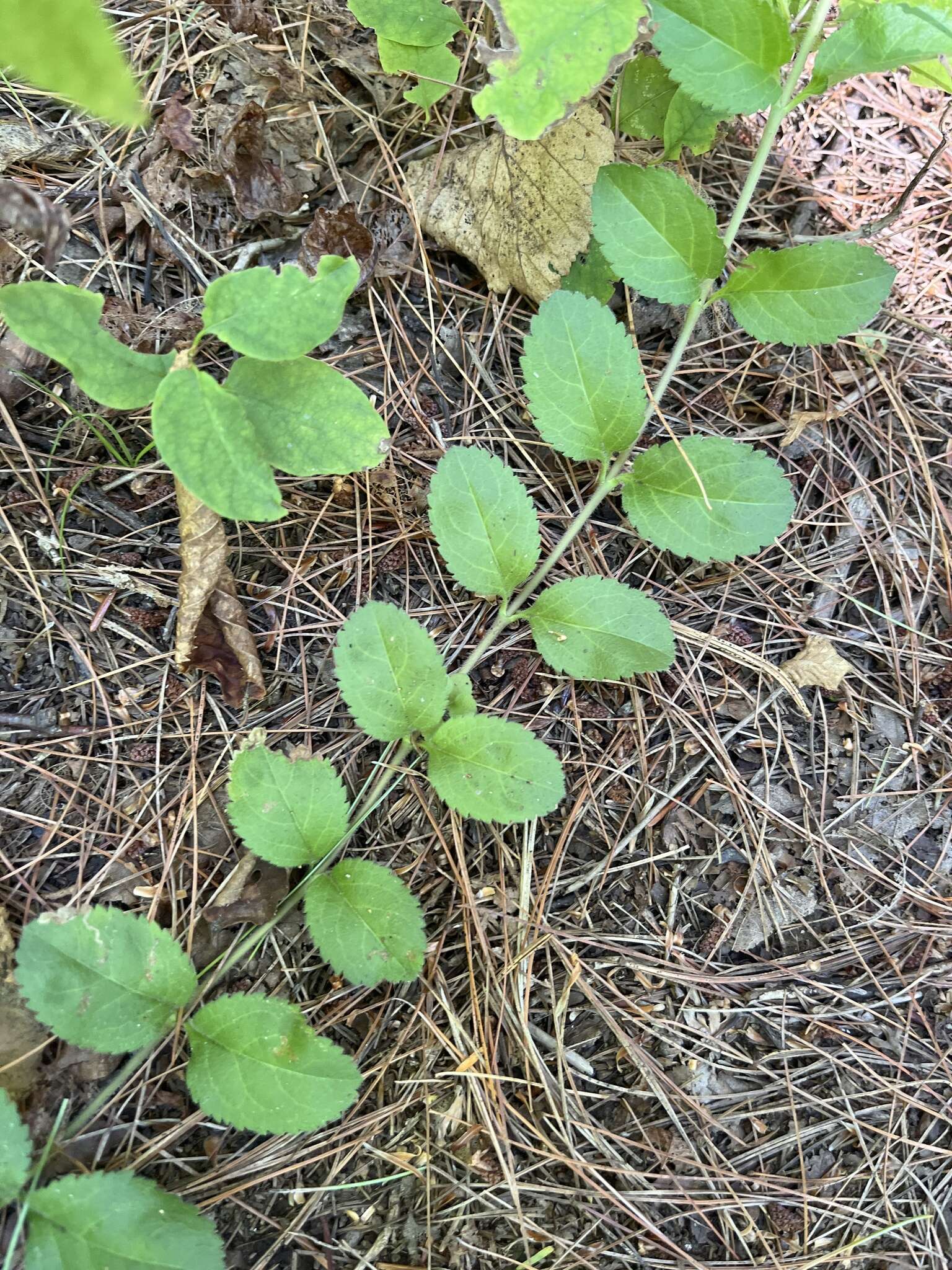 Imagem de Veronica officinalis var. officinalis