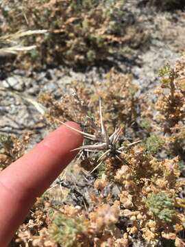 Image of bud sagebrush