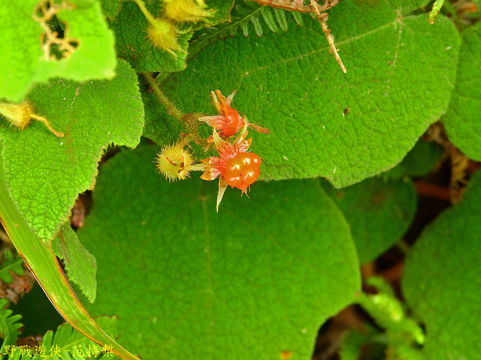 Plancia ëd Rubus amphidasys Focke