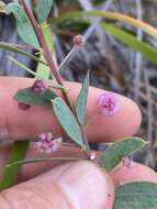 Image of Acacia purpureapetala