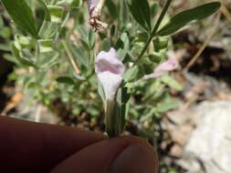 Image of Gray-Leaf Skullcap