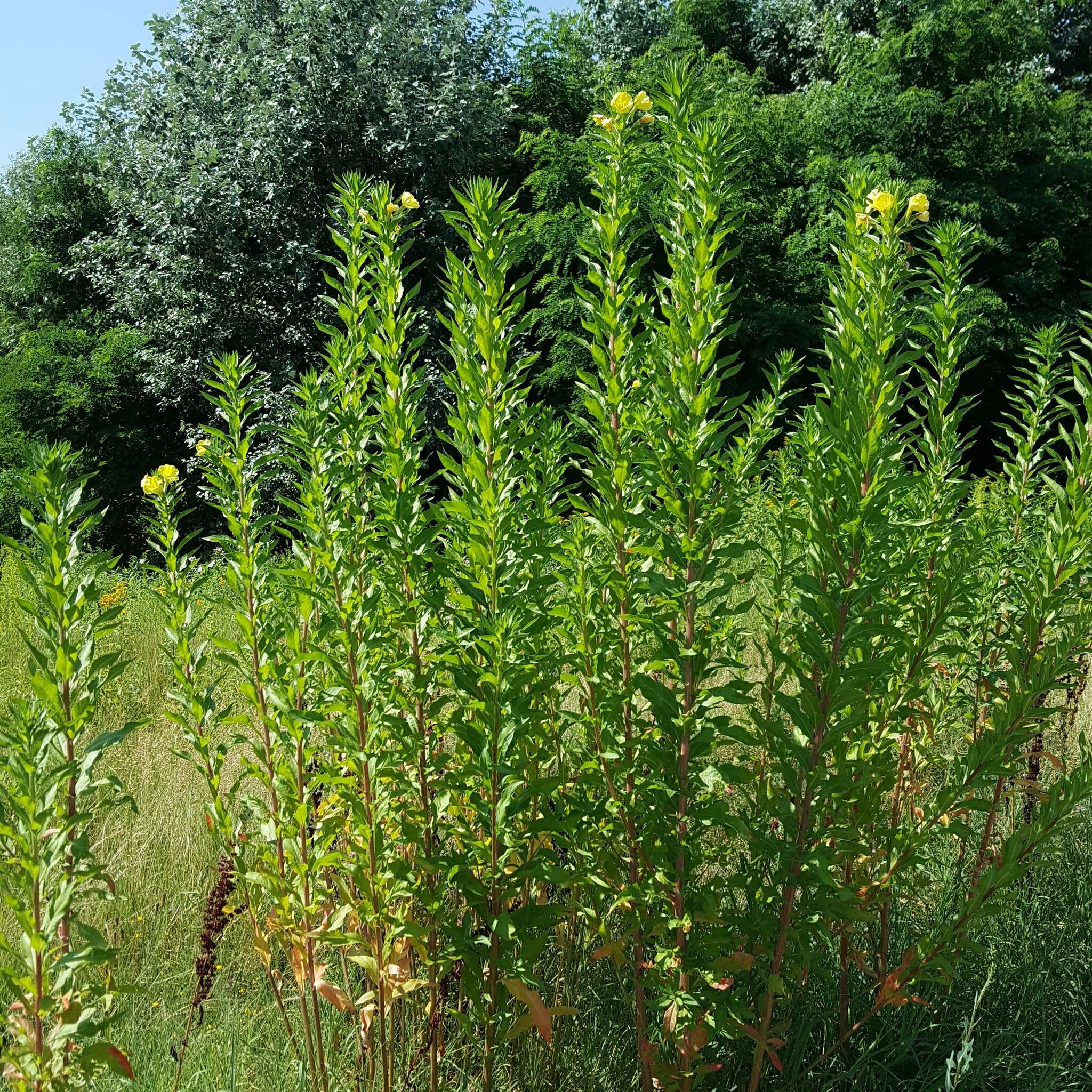 Image of common evening primrose