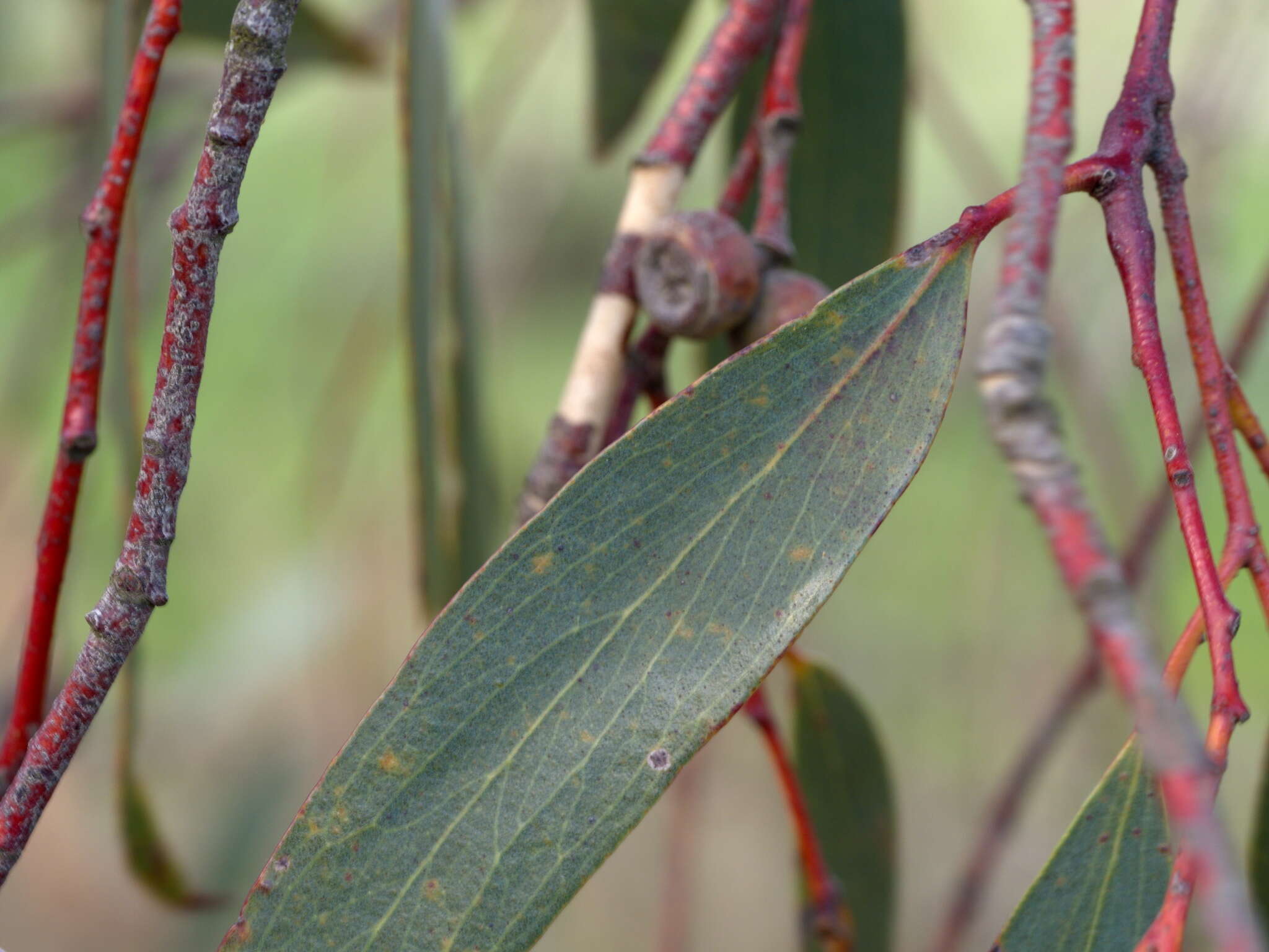 Plancia ëd Eucalyptus pauciflora subsp. pauciflora