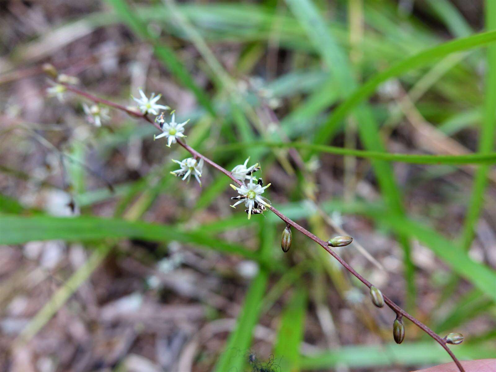 Image of Cordyline pumilio Hook. fil.